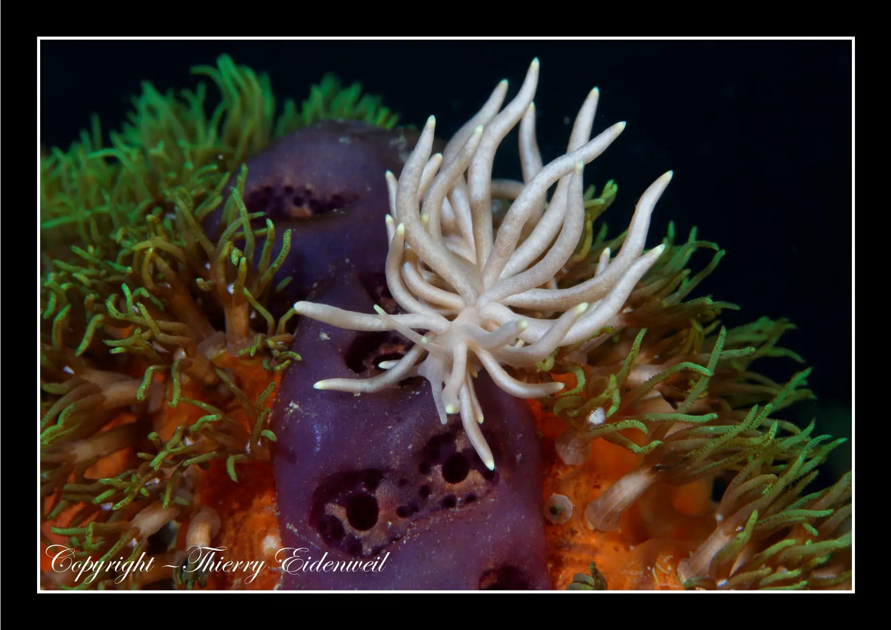 Anilao Macro Dive Media Highlight
